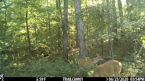 Love watching the deer act up!