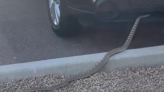 Surprisingly Long Snake Slithers Out of SUV