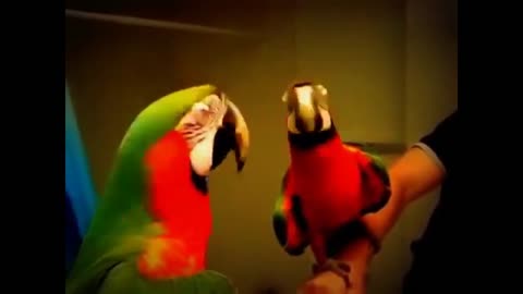 UK Birds - Talking Parrot - Funny Clip - Love to Watch