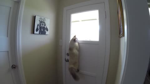 Genius Cat Has Figured Out The Best Possible Way To Look Outside