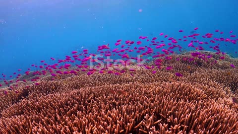 The Coral Conundrum: Research and Hope for Coral Restoration