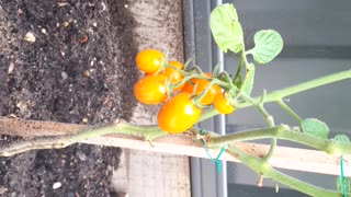 Tomatoes day 14