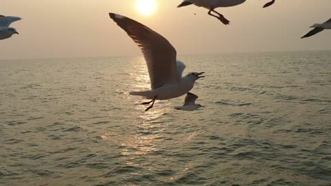 Great booby (Sula dactylatra)