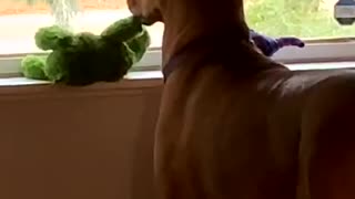 Squirrel Watch Pulls Pooch from Playtime