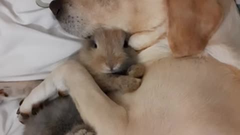 So cutey dog and baby rabbit🐇🐕