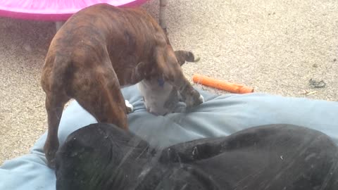 Playful boxer disrupts old boys nap. He is trying to rip up the bed.