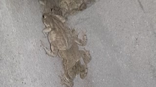 Frogs found a place to hide. Climbed the wall