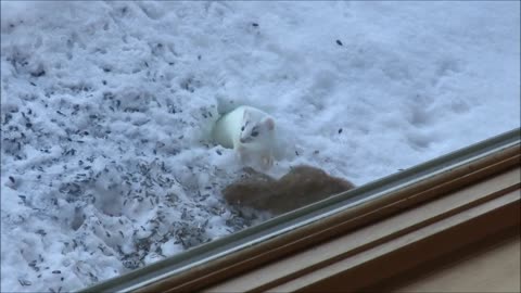 Ermine with Squirrel