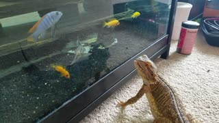 Bearded Dragon Plays With Fish