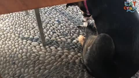 Stray Kitten Picks A Dog As Her Mom | The Dodo Cat Crazy