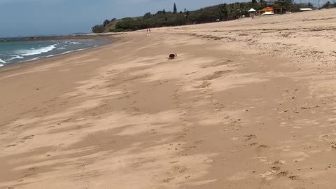 Dog tries running with big stick, ends up pole vaulting himself