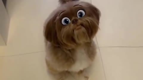 Dog with Snapchat Filters Cute Shitzu Shitzu youtubeshorts adorablePets viralfunnypets Cute Pets