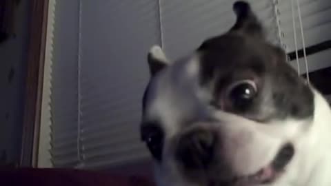 Boston Terrier dog likes his belly tickled! Funny face ~ CUTE!