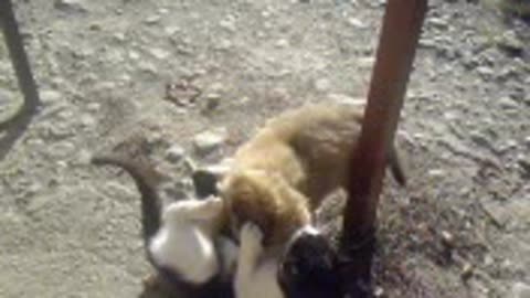 Cute cats and dogs playing together