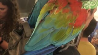 Guy green bandana with two parrots on his shoulders subway