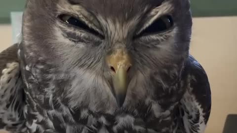 Angry Owl Pretty much sums up how we all feel about paperwork. 🦉😠📄