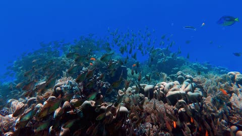 School of fish in deep sea