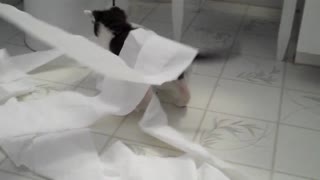 Kittens vs Toilet Paper