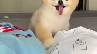 Cute and Funny Dog Videos