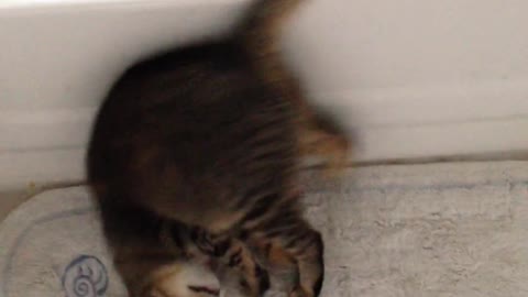 Cat doing a somersault for owner