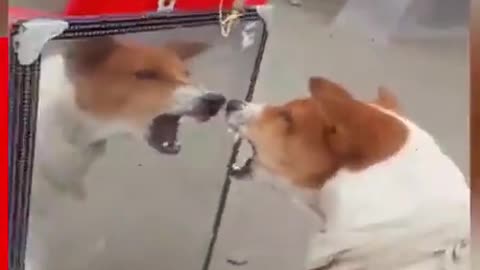 The nervous dog barked at them in the mirror