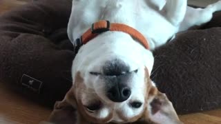 Brown dog laying upside down in dog bed