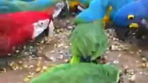 macaw color show