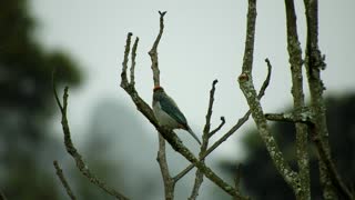 Watch the beautiful Ave sparrow colored with rare reds in the tree branches at noon, it's really fun