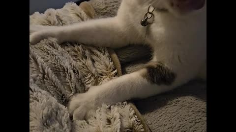 Mr Rocky The Kitty Cat Kneading and Licking Blanket