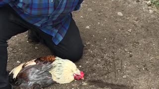 Rooster Hypnotized by Line