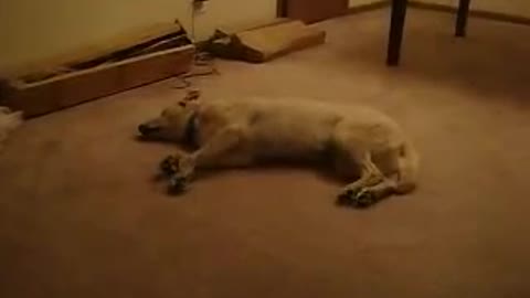 to - Sleep Walking Dog