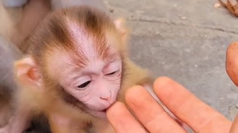 Cute baby monkey