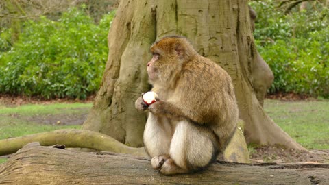 Monkey and delicious apple