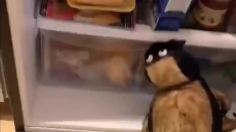 spider stealing the fridge