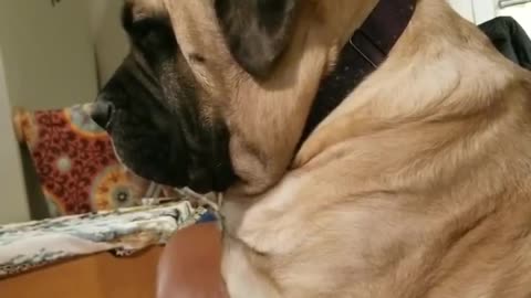 English Mastiff Keeps Falling Asleep Sitting Up