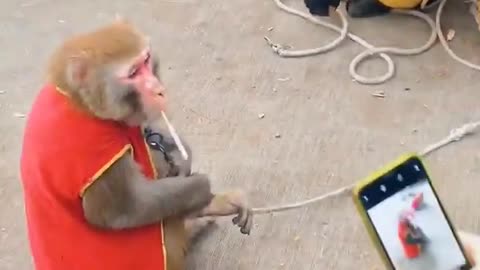 These monkeys are smoking cigarette