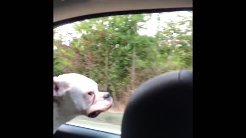 Boxer puppy's lips flapping in the wind!