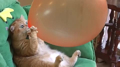 😺 Cat Blowing Balloon BUSTS! 🎈 Boom, Scared Me! 😹