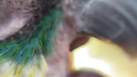 Micro view of parrot eating a peanut