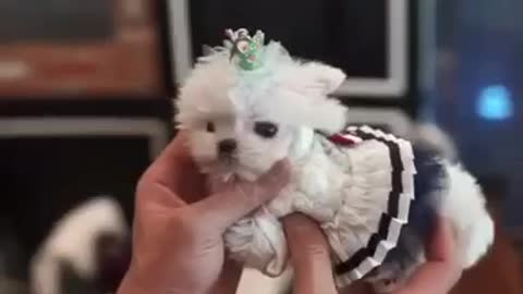 Smallest Dogs in the World ! Top Funny Dog videos 🐶 Dogs Playing ! Dog Funny Video - Try Not Laughs