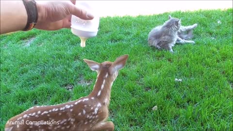 cute deer playing with humans and jumping around