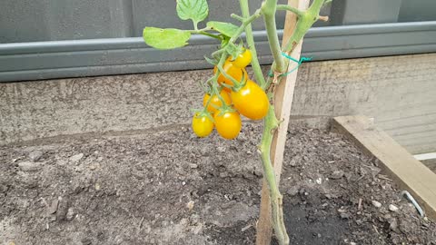 Tomatoes day 11