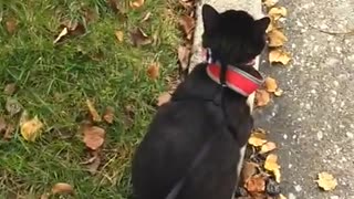 Cat Walks on Leash Like Dog