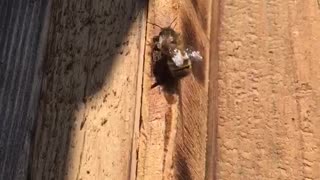 Mason Bee Day 5 Part 3