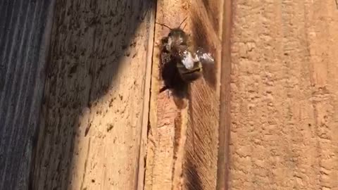 Mason Bee Day 5 Part 3