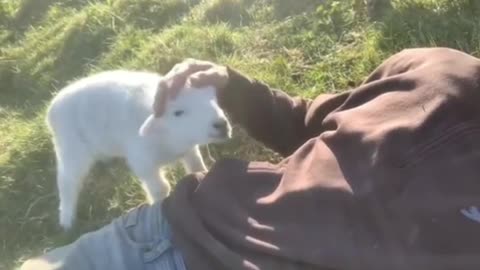 A LAMB WHO WANTS AFFECTION !!