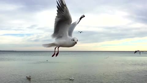 The Slow-Motion Art of Birds Flying