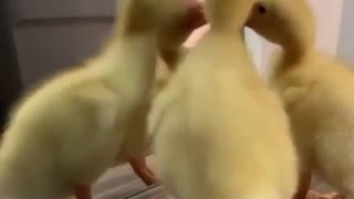Two ducklings are trying to make friends with their reflection in the mirror