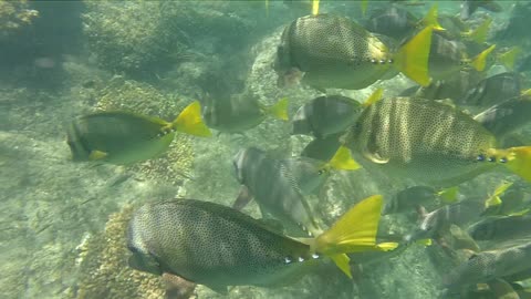 Fish Feeding Frenzy in Cabo San Lucas