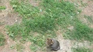 Funny video with cat and dog🐱🐶